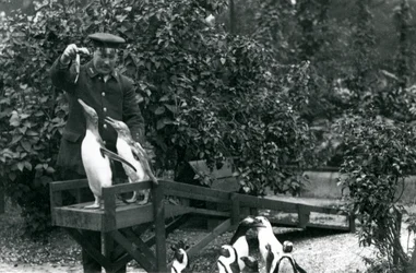 Eselspinguine auf ihrem Sprungbrett, die von Tierpfleger Albert White mit Fischen gefüttert werden, während Schwarzfußpinguine zusehen, London Zoo, 1914
